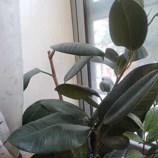 Rubber Plant plant in Bronxville, New York
