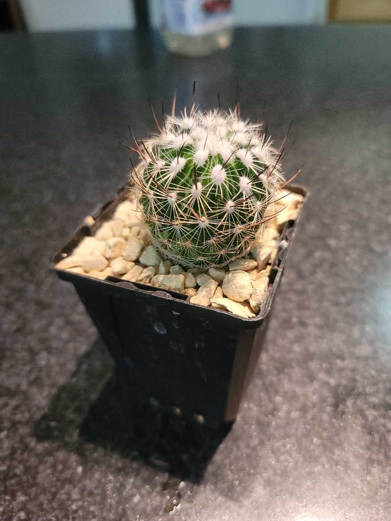 Comb Hedgehog Cactus in a black pot with gravel on top of the soil.