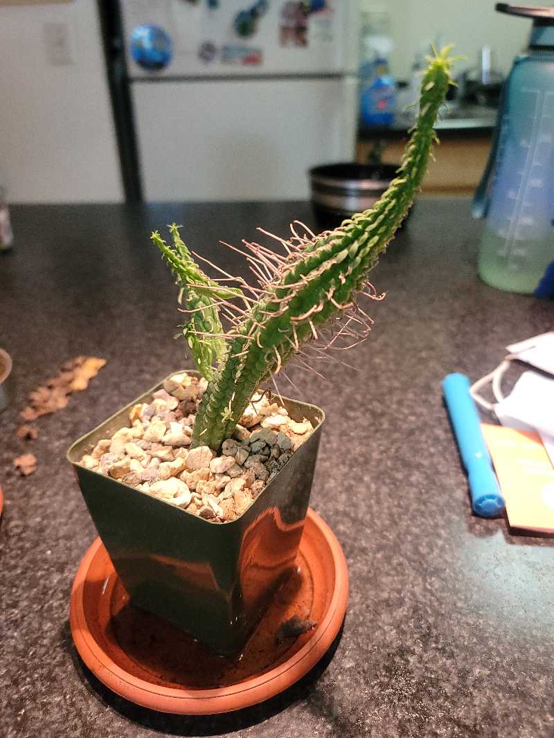 Variegated Corncob Cactus in a small pot with rocky soil on a countertop.