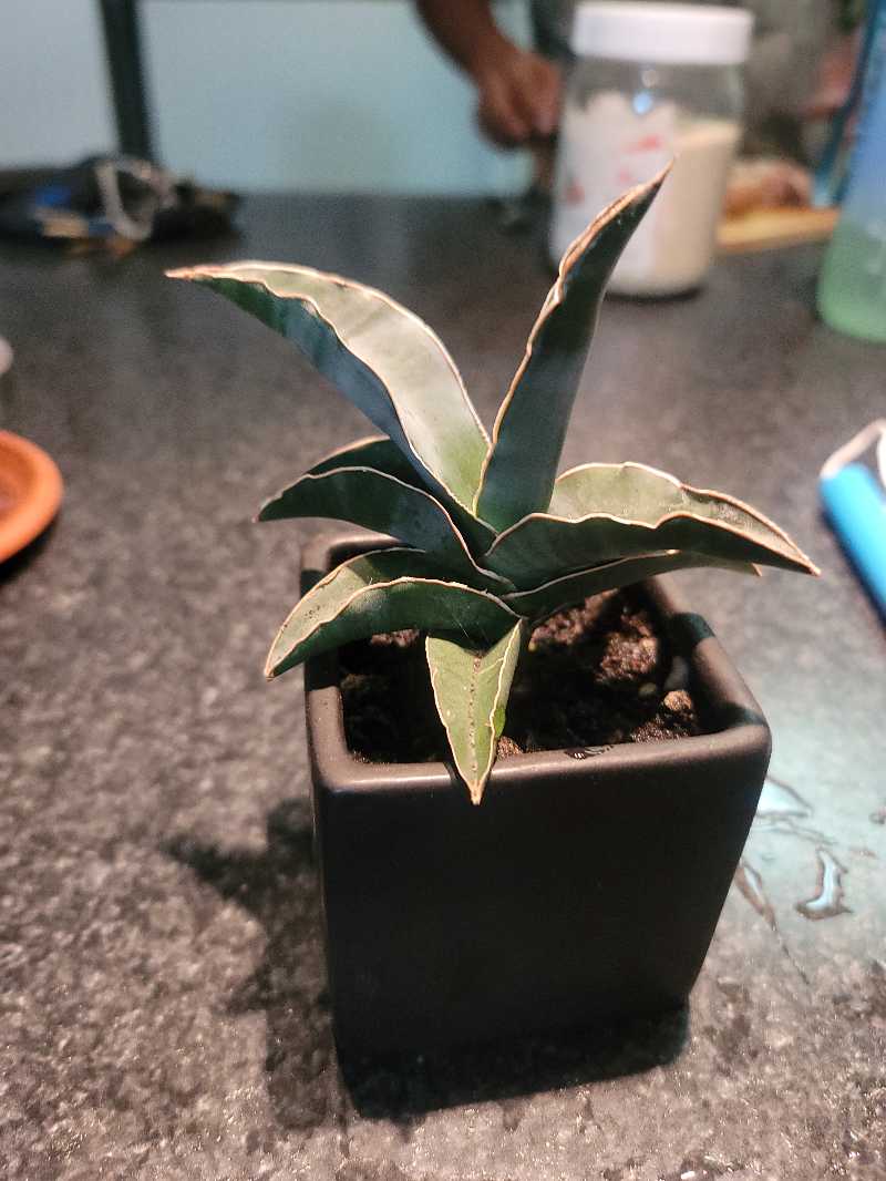 Blue Sansevieria plant in a black pot with brown-edged leaves.