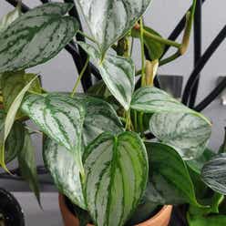 Silver Leaf Philodendron plant