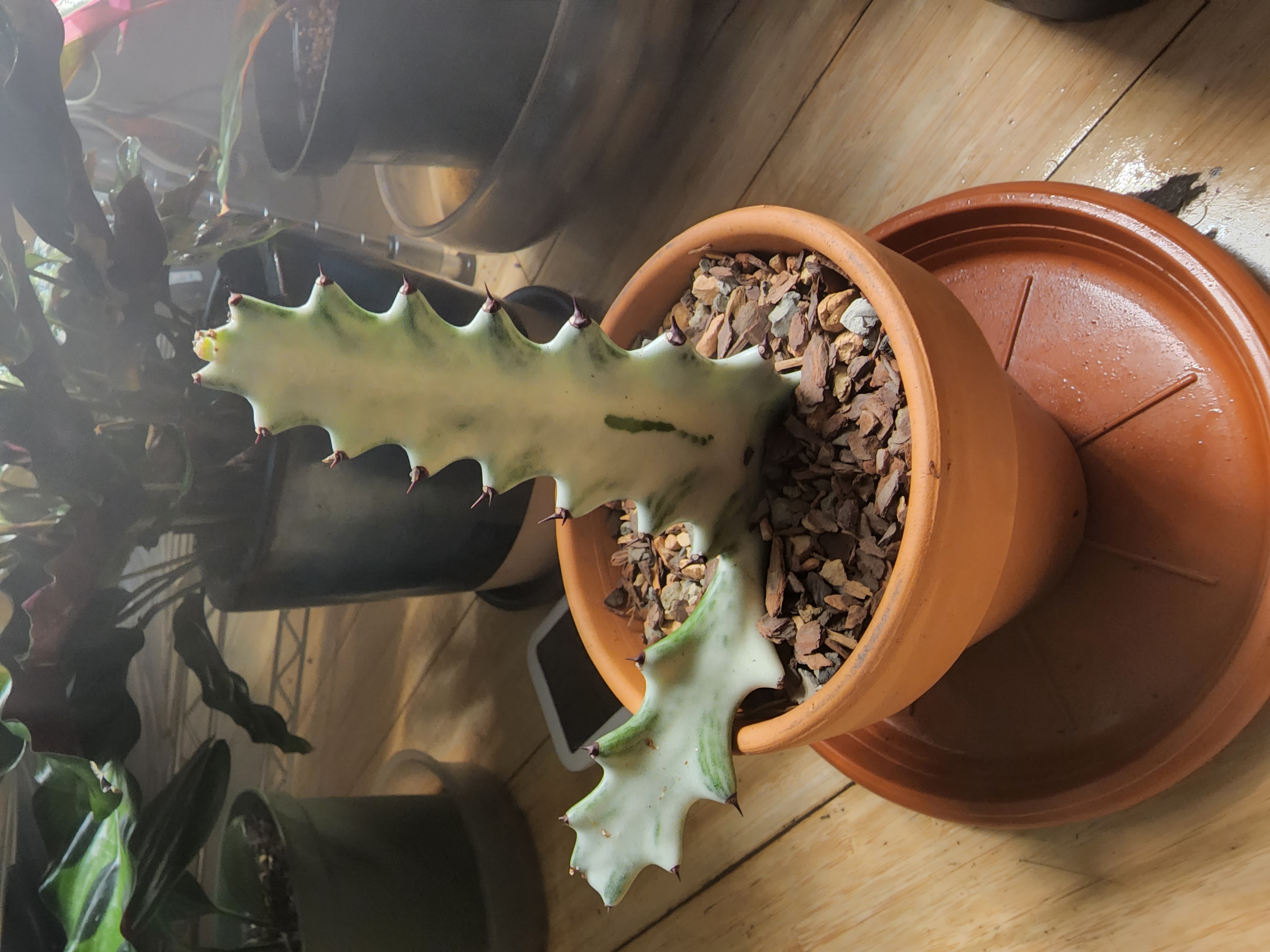 Photo of the plant species Dragon Bone Cactus by @DjS named Ghost on Greg, the plant care app