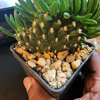 Eve's Needle Cactus plant in Bronxville, New York