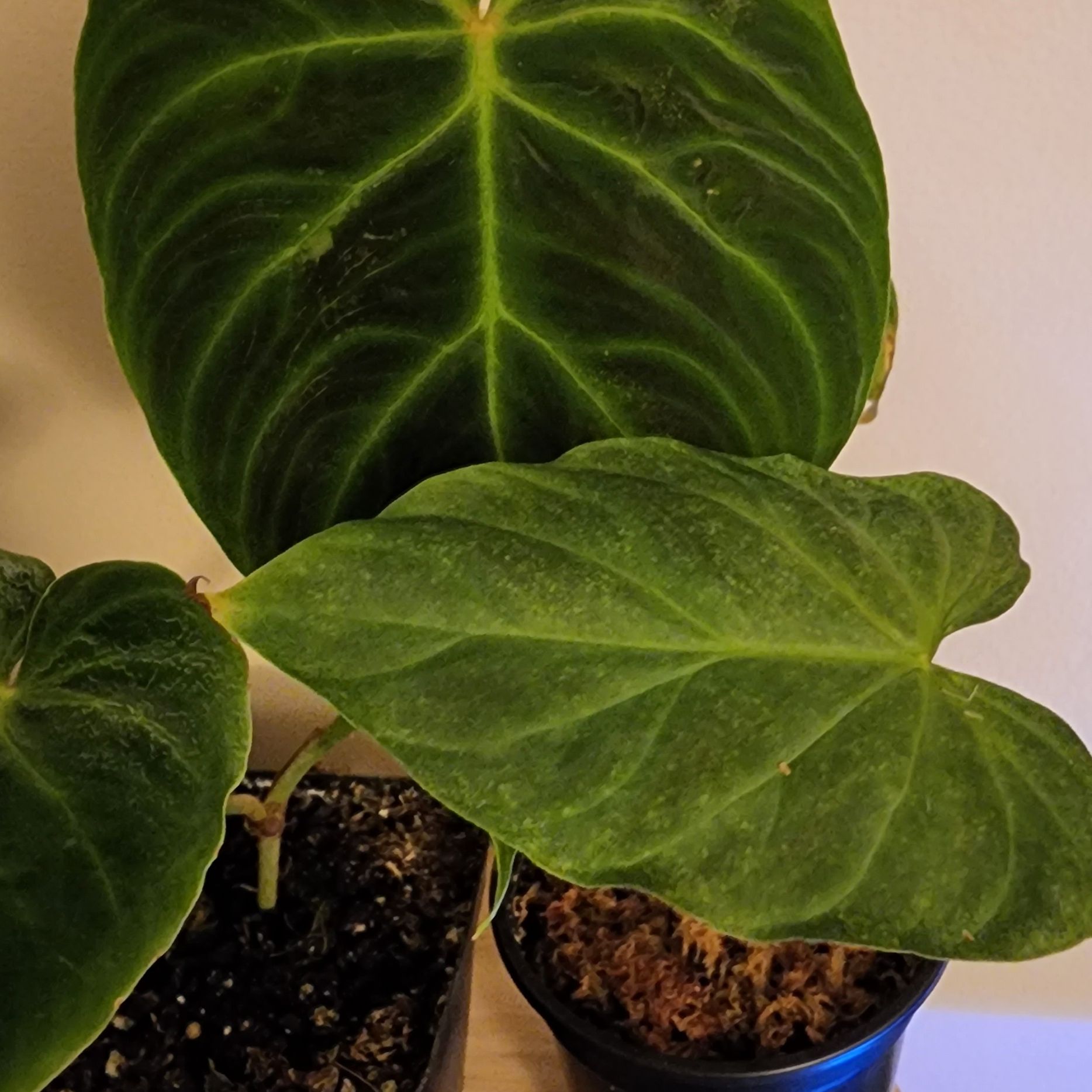 Ecuador Philodendron with large, healthy green leaves and visible soil.