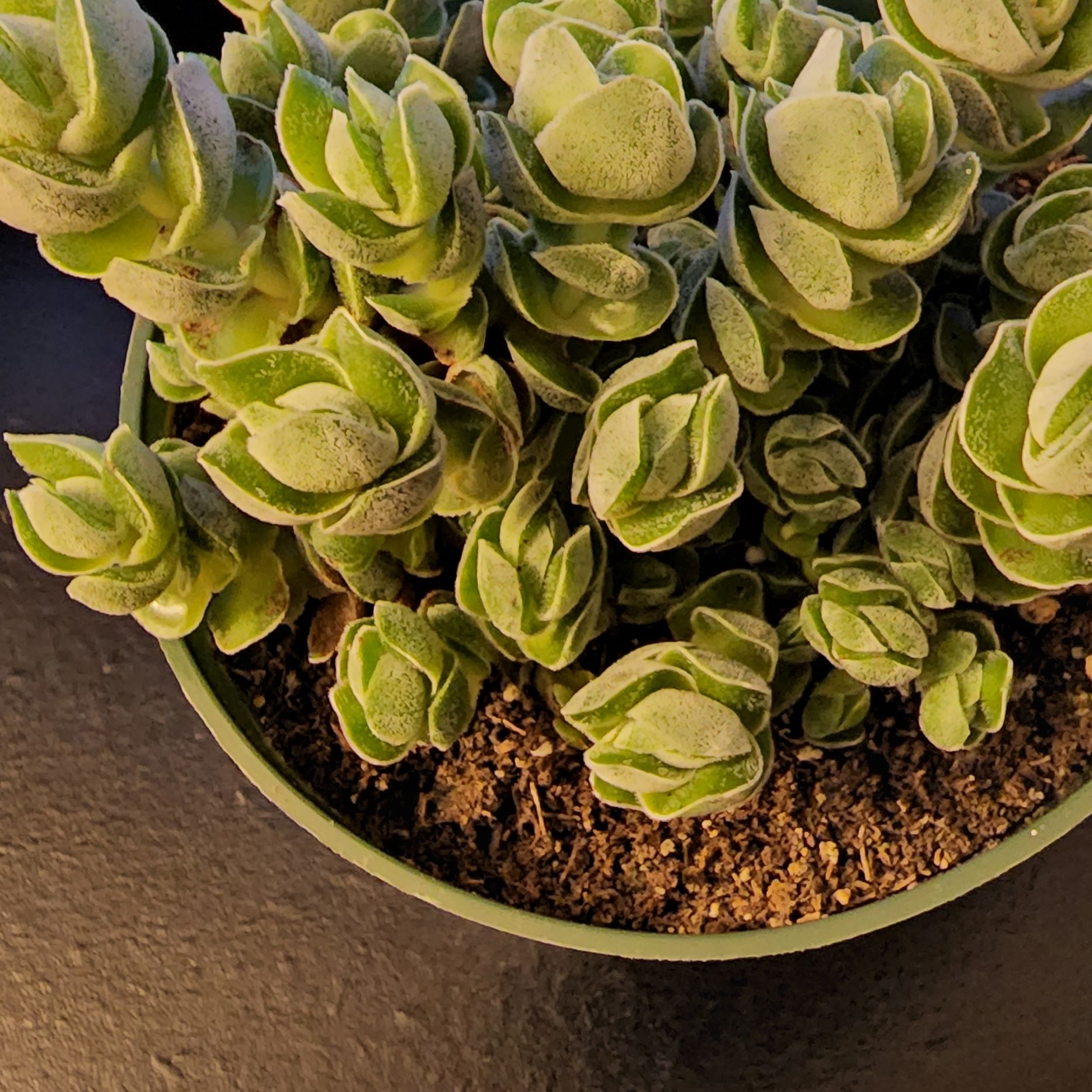Crassula 'Buddha's Temple' plant in a pot with visible soil, well-framed and in focus.