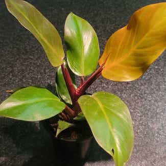 Blushing Philodendron plant in Bronxville, New York