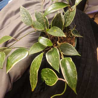 Hoya macrophylla plant in Bronxville, New York