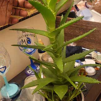 Aloe Vera plant in Bronxville, New York