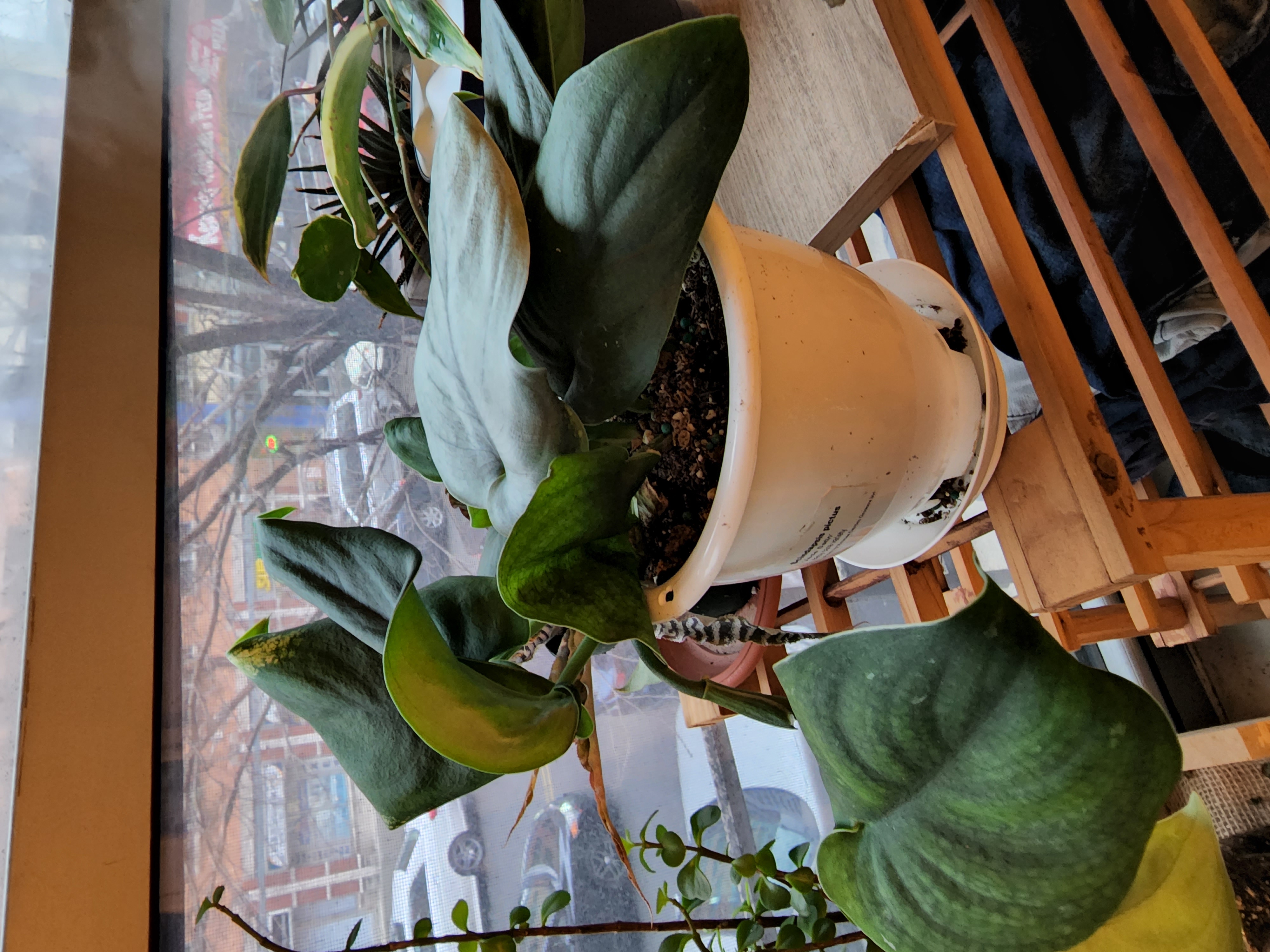 Scindapsus pictus 'Silver Hero' plant in a white pot near a window.