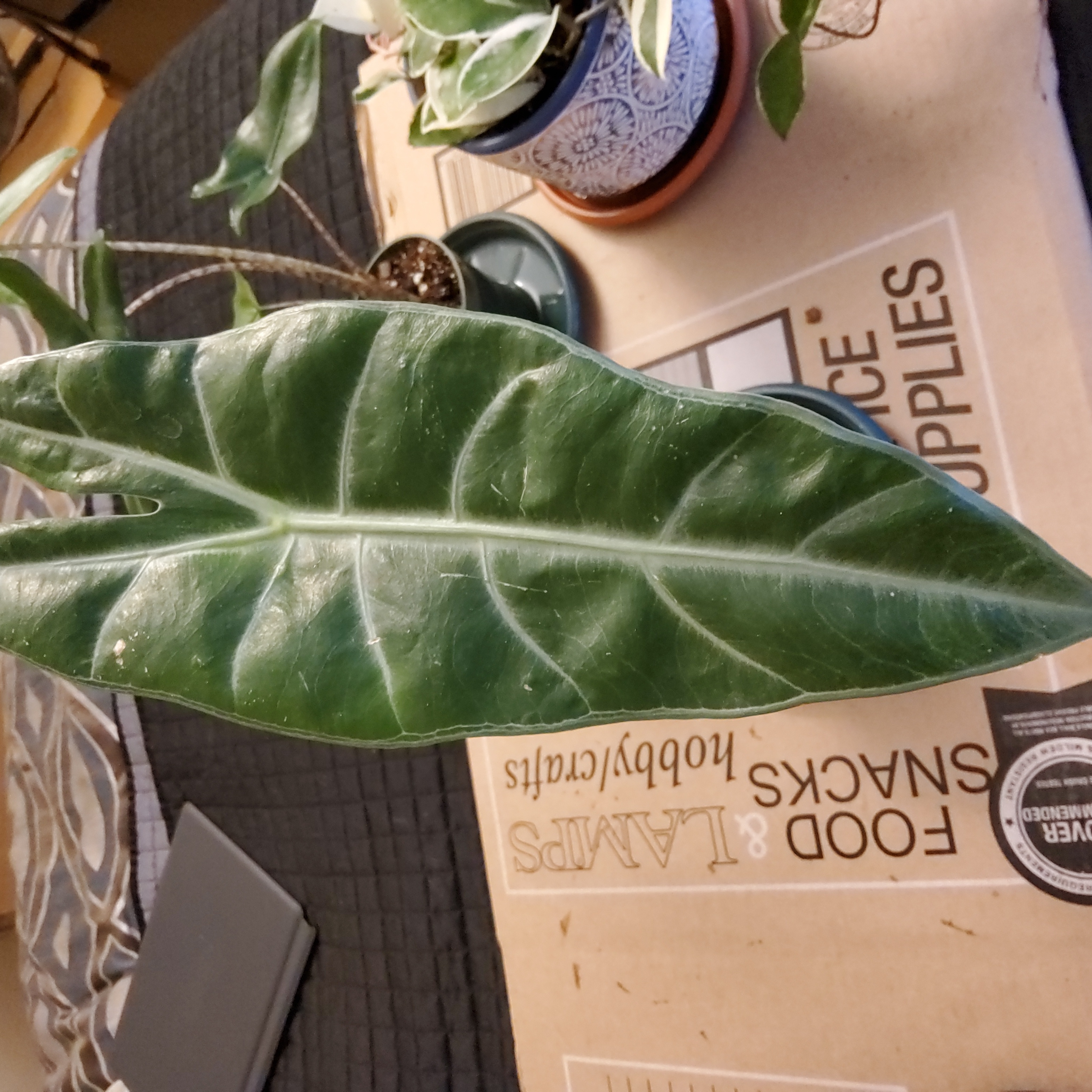 Alocasia longiloba plant with a prominent green leaf, well-framed and centered.