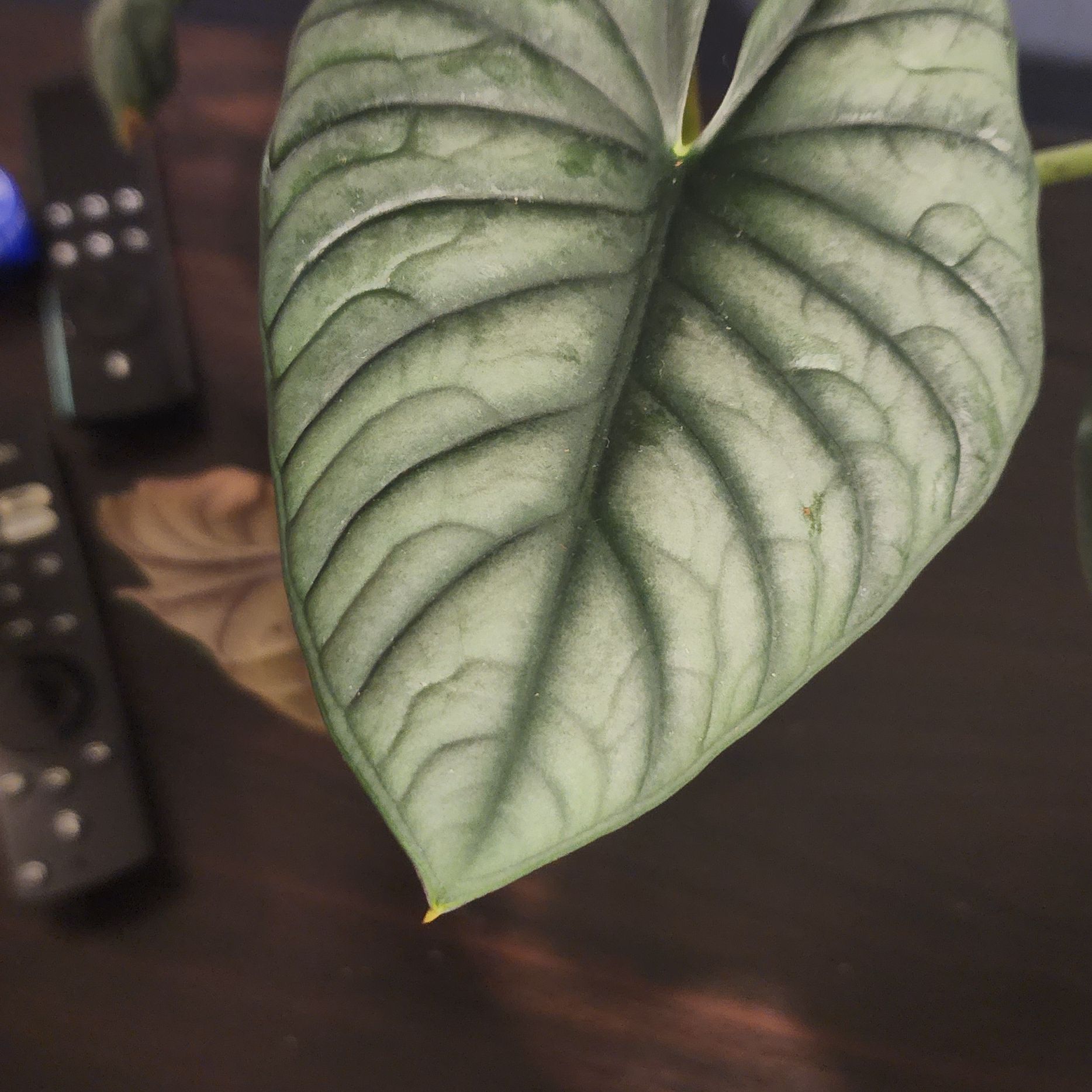 Close-up of a healthy Alocasia nebula 'Imperialis' leaf with distinct texture and coloration.