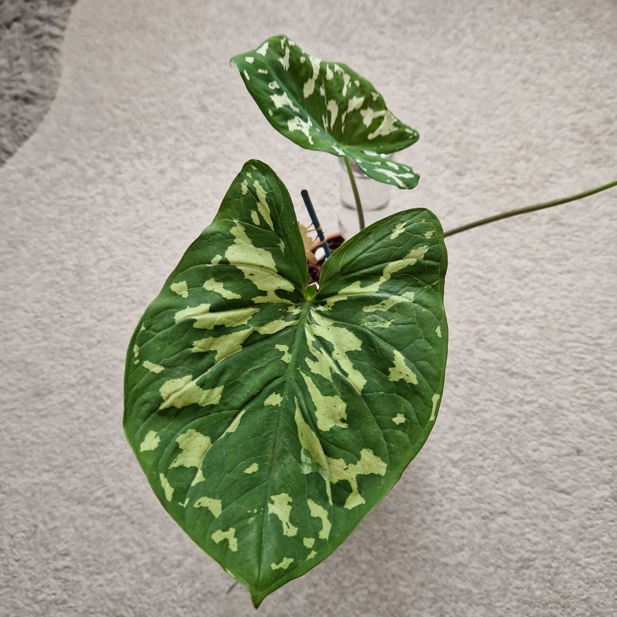 Caladium Hilo Beauty plant with two variegated leaves, healthy appearance.
