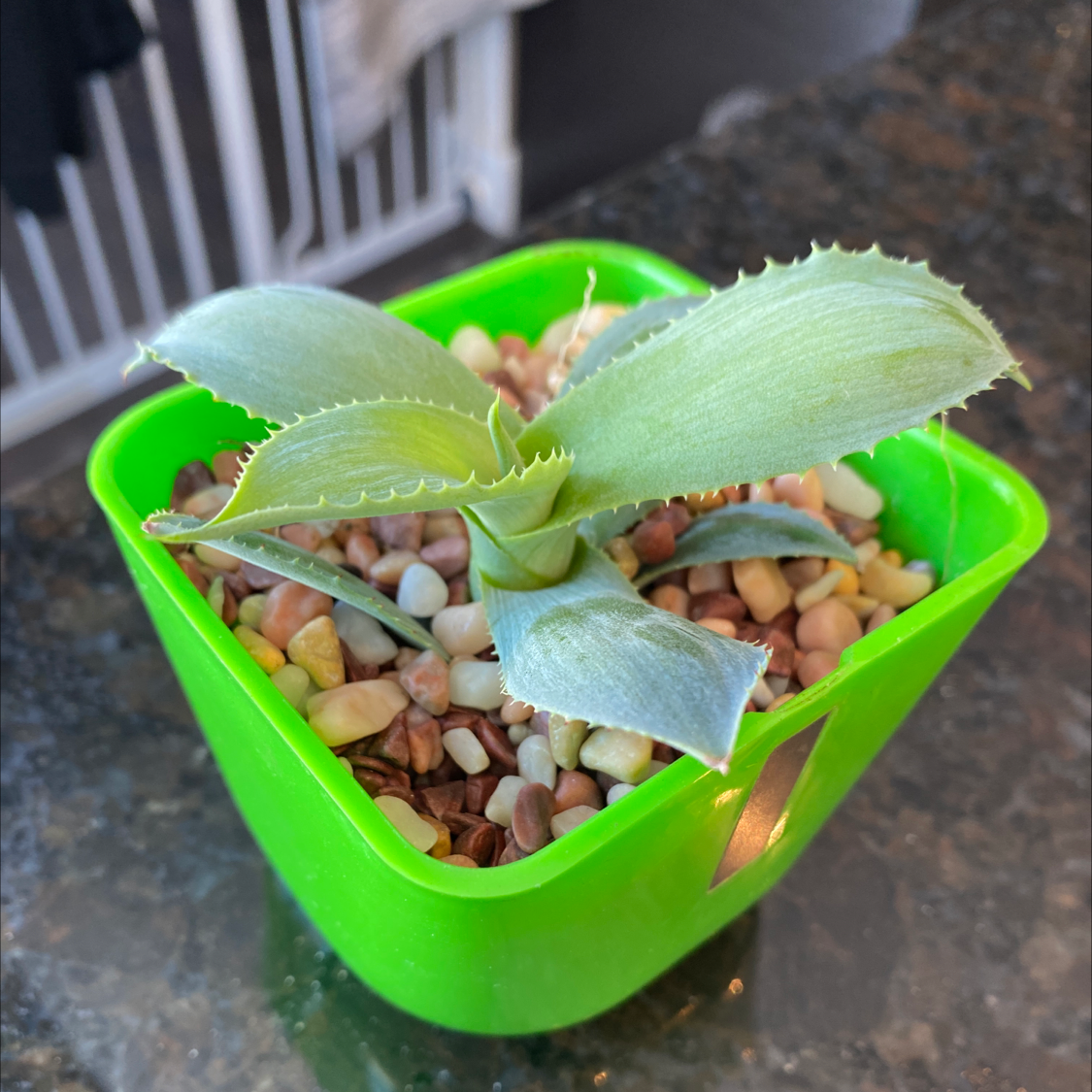 Close-up of a healthy immature Century Plant in a bright green plastic pot filled with small stones or pebbles.