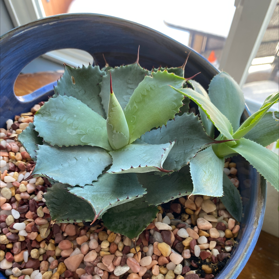 Healthy century plant with sharp blue-green leaves in a blue ceramic pot filled with pebbles, positioned in a well-lit indoor setting.