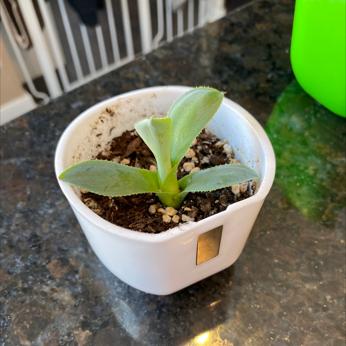 Healthy young century plant in a white pot, with thick green leaves emerging from the center on a stone surface.