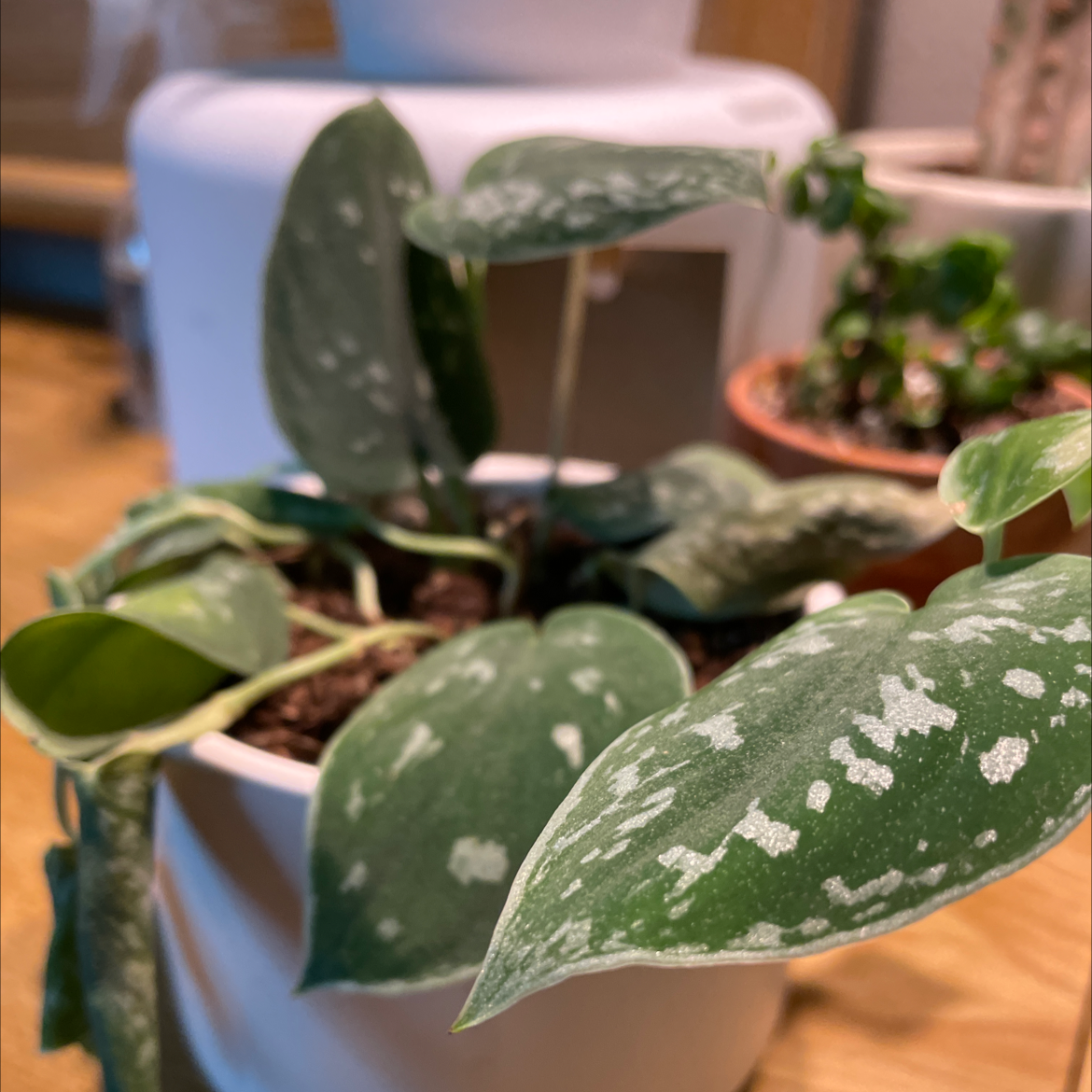 Healthy Satin Pothos plant with vibrant green and white variegated leaves, in a small white pot surrounded by other plants.