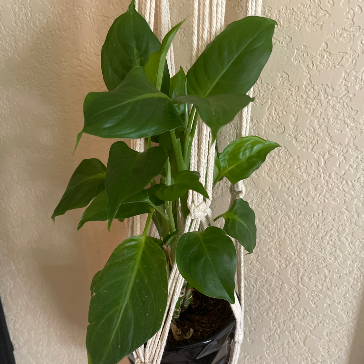 Healthy Dieffenbachia plant with lush green pointed leaves in a dark pot against a white textured wall.