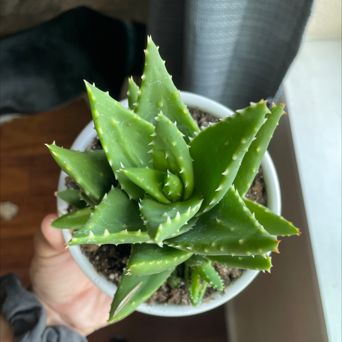 Healthy Short-Leaved Aloe plant in a pot, held by a hand.