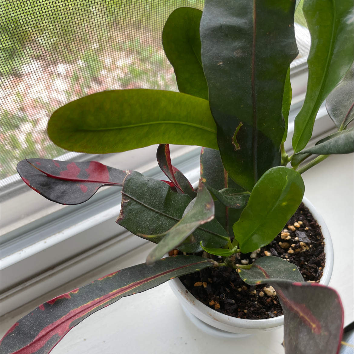 Why Is My Croton Tamara Dropping Leaves?