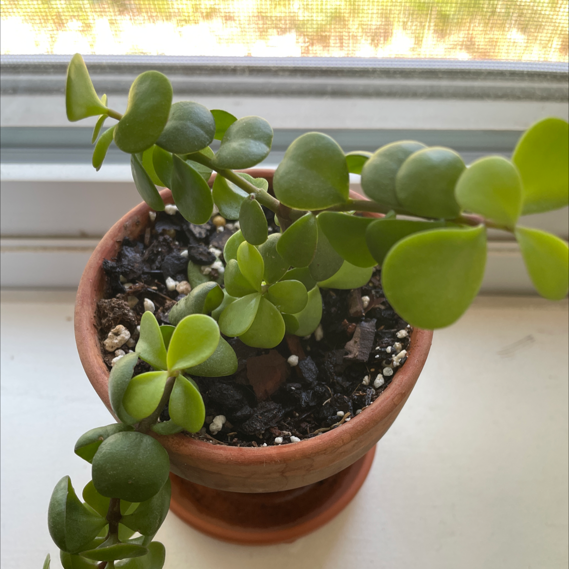 Potted Elephant Bush plant with healthy green leaves on a windowsill.