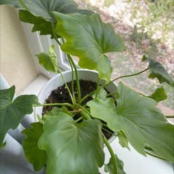 Philodendron 'Hope' plant