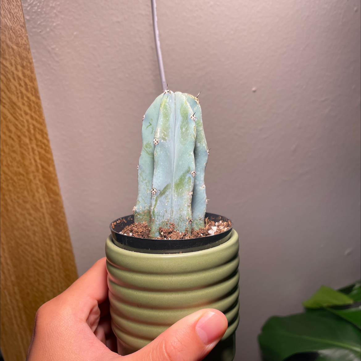 Blue Myrtle Cactus in a small pot held by a hand, with visible soil.