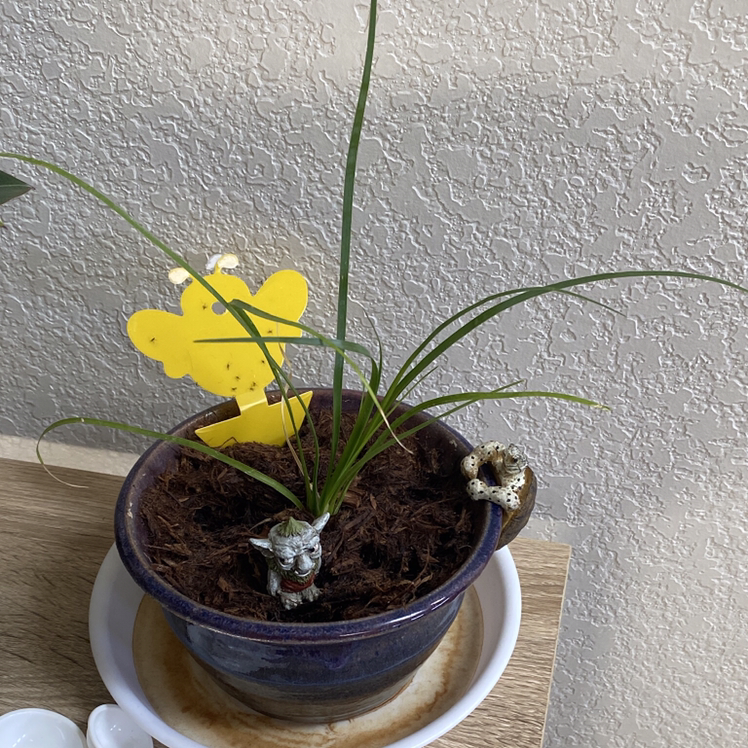 Ponytail Palm plant photo by Luann named Ponytail on Greg, the plant care app.