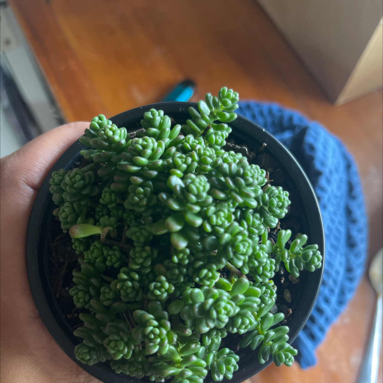 Healthy White Stonecrop succulent in a small pot, held by a hand.