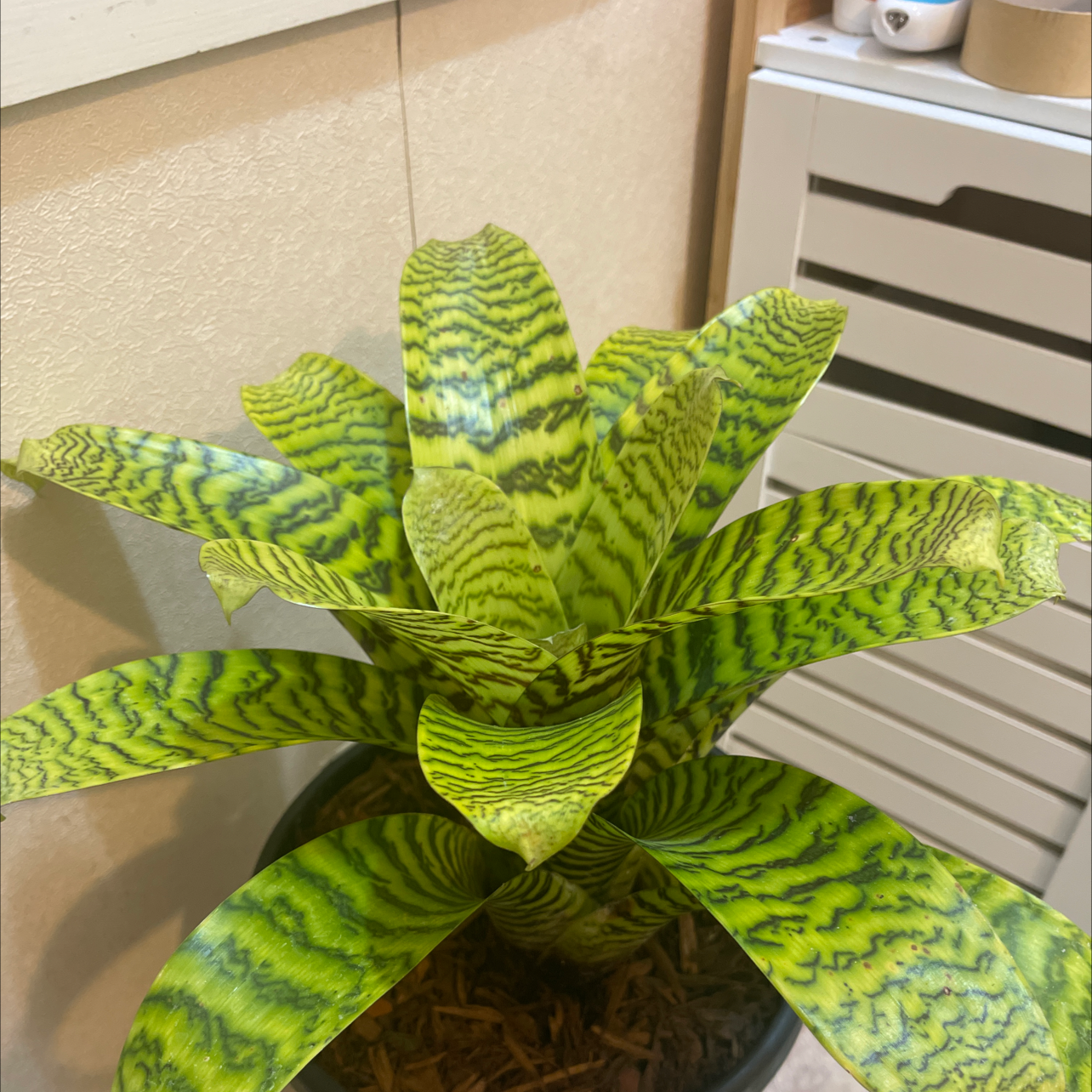 Photo of the plant species Flaming Sword Bromeliad by Salma named Sword on Greg, the plant care app