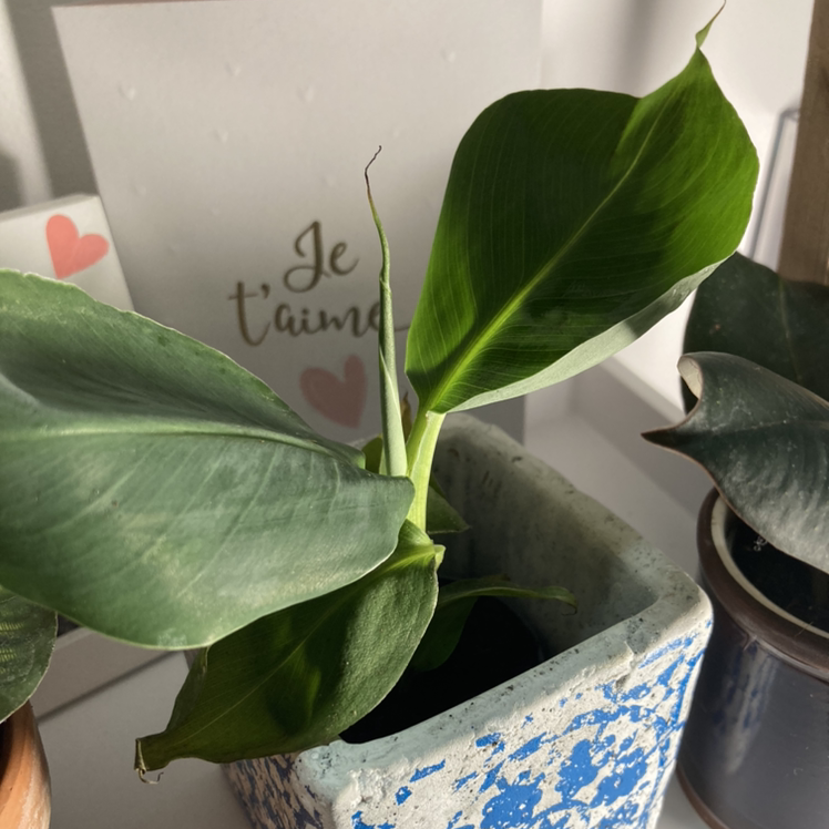 Photo of the plant species Dwarf Banana by @Denajsa named Baby Banana on Greg, the plant care app
