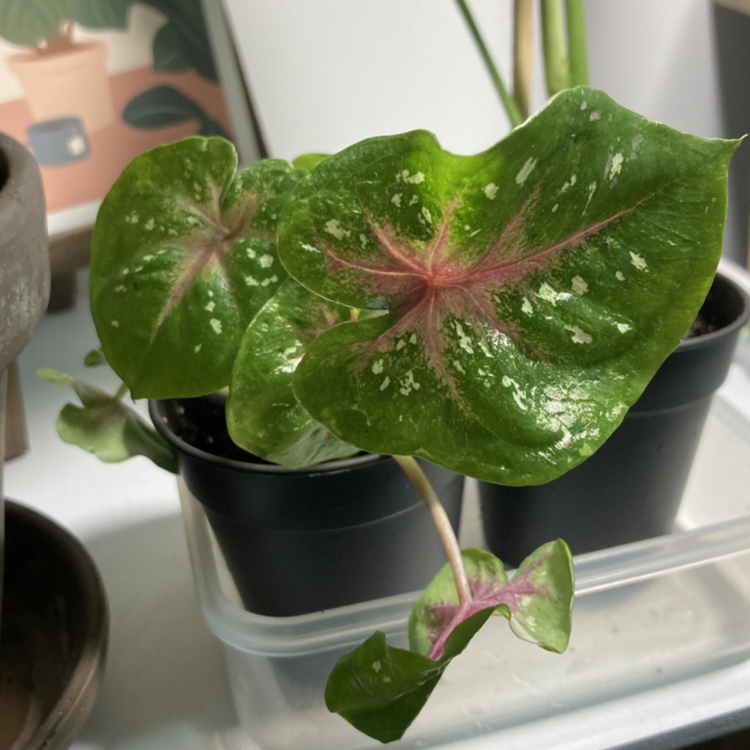 Photo of the plant species Caladium 'Casey' by @Denajsa named Casey on Greg, the plant care app