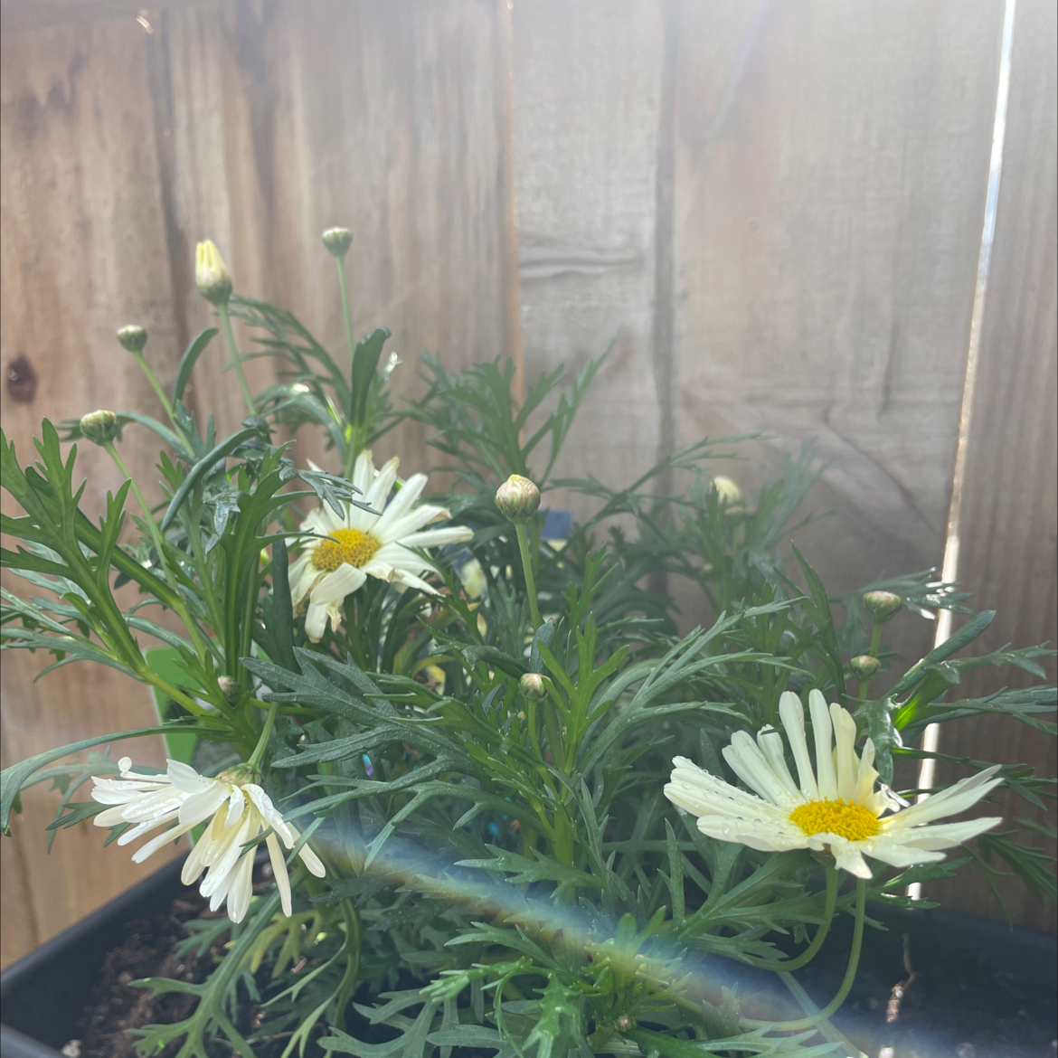 Marguerite Daisy plant with white flowers and green foliage in a pot.