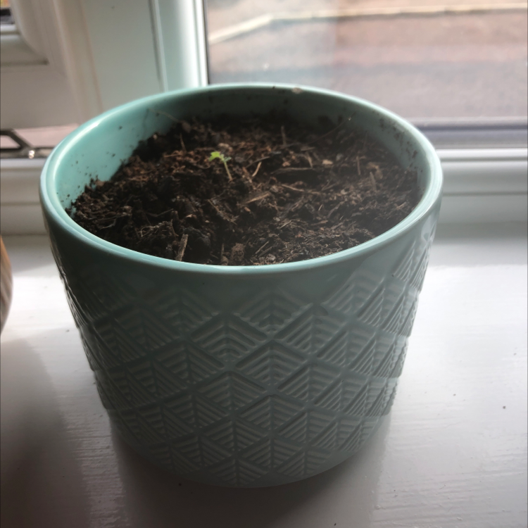 Plant care for Alnus alnobetula subsp. suaveolens on Greg, the plant care app