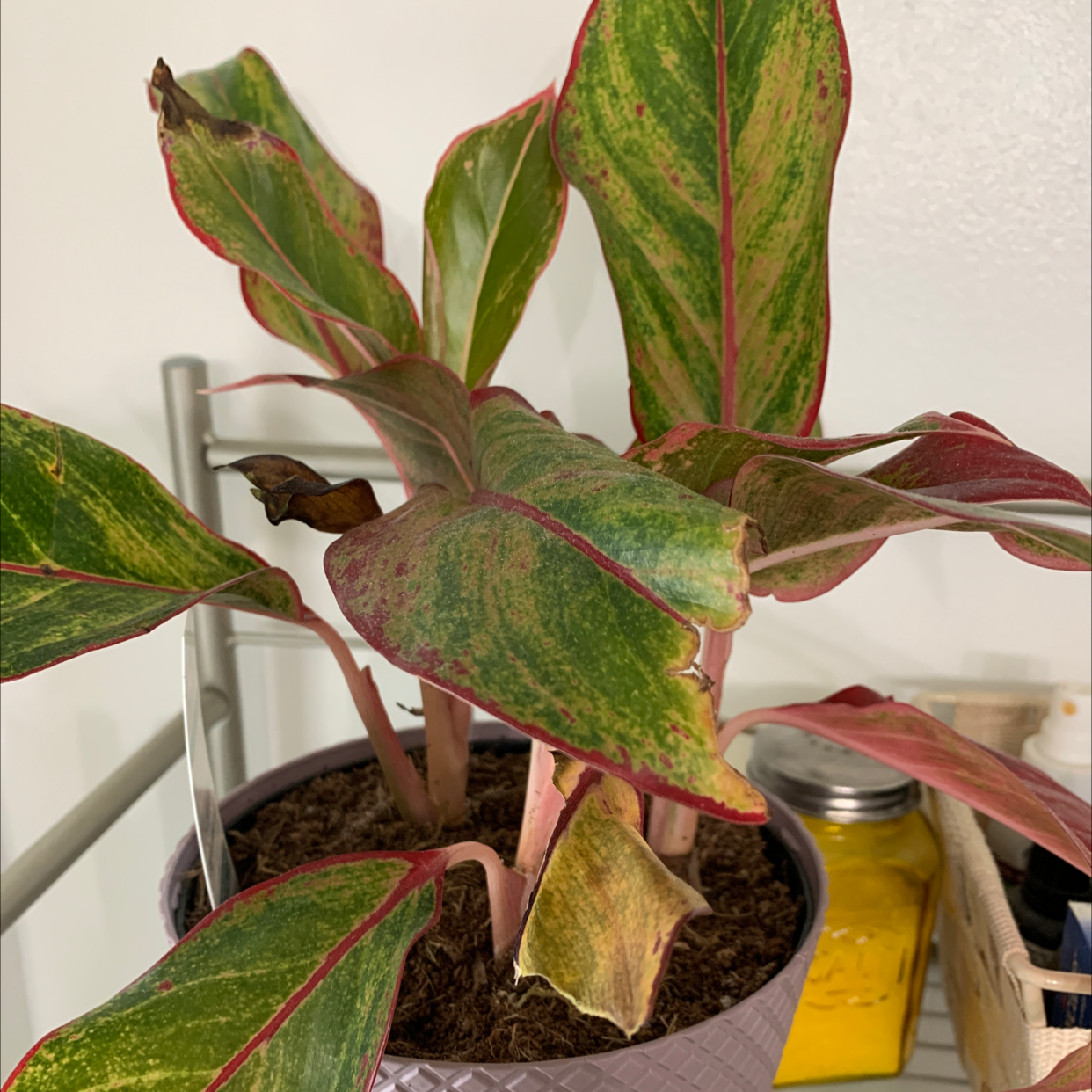 Red Siam Aurora Aglaonema plant with yellowing and browning leaves in a pot.