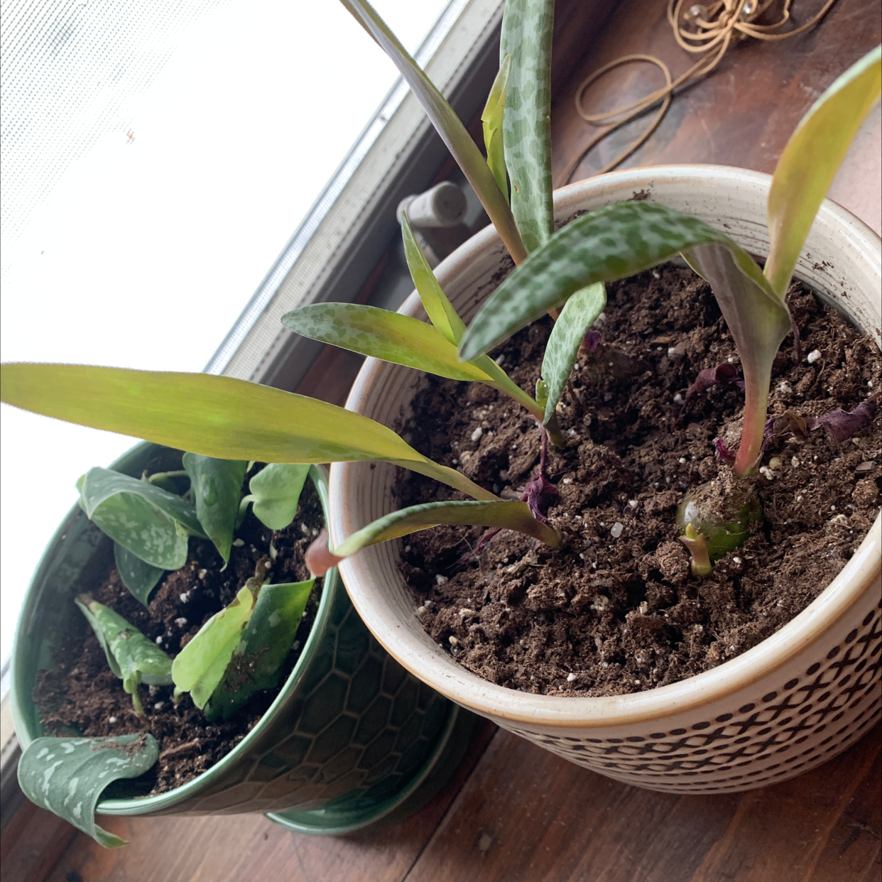 Two potted plants near a window, with one identified as Silver Squill.