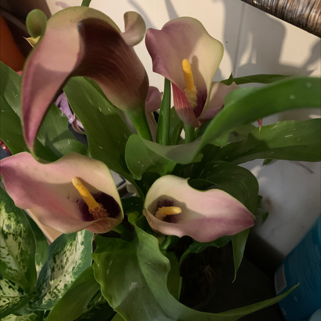 Photo of the plant species Pink Calla Lily by @telleheard named Osmo on Greg, the plant care app