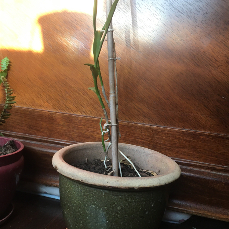 Potted Fire Star Orchid with a single stem and a few leaves, placed indoors.