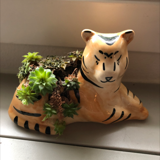 Hens and Chicks plant photo by @Jazzthespazz named Tigress on Greg, the plant care app.