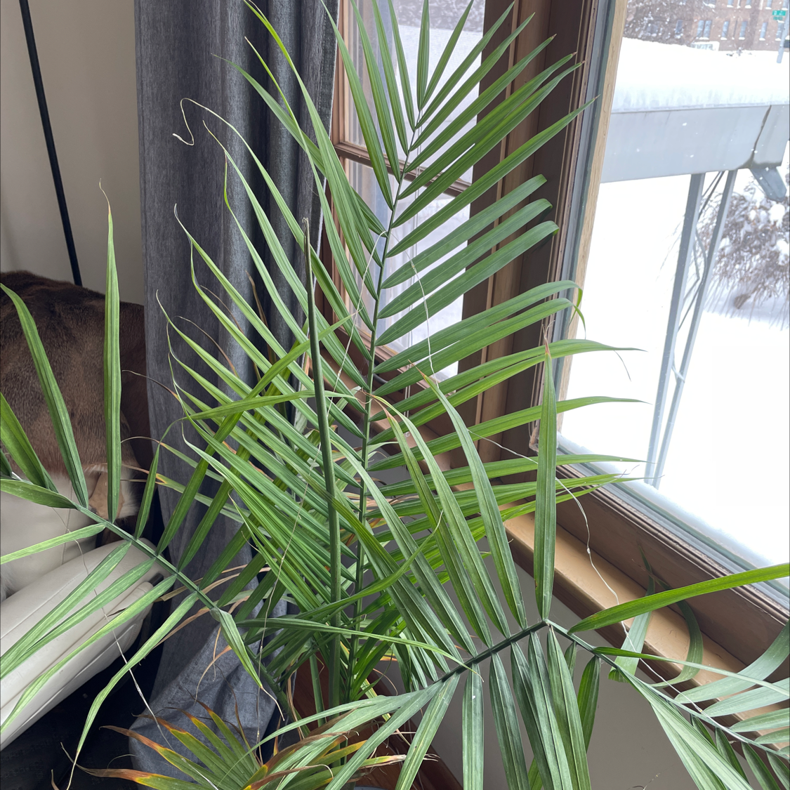 Healthy potted pygmy date palm with long green fronds in front of a window with natural light.