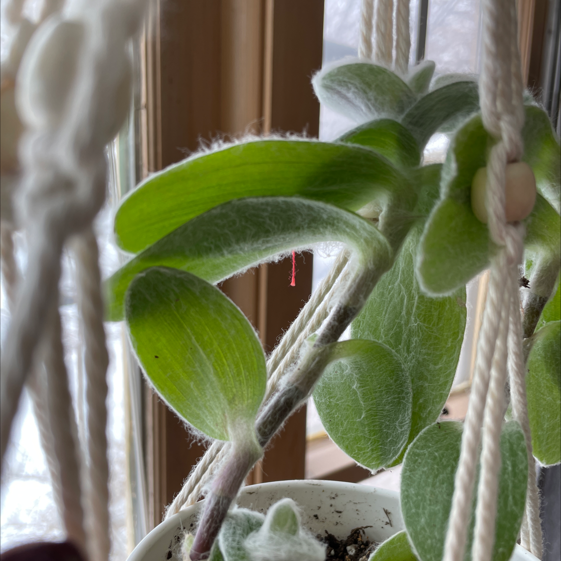 White Velvet plant with fuzzy green leaves in a hanging pot, visible soil.