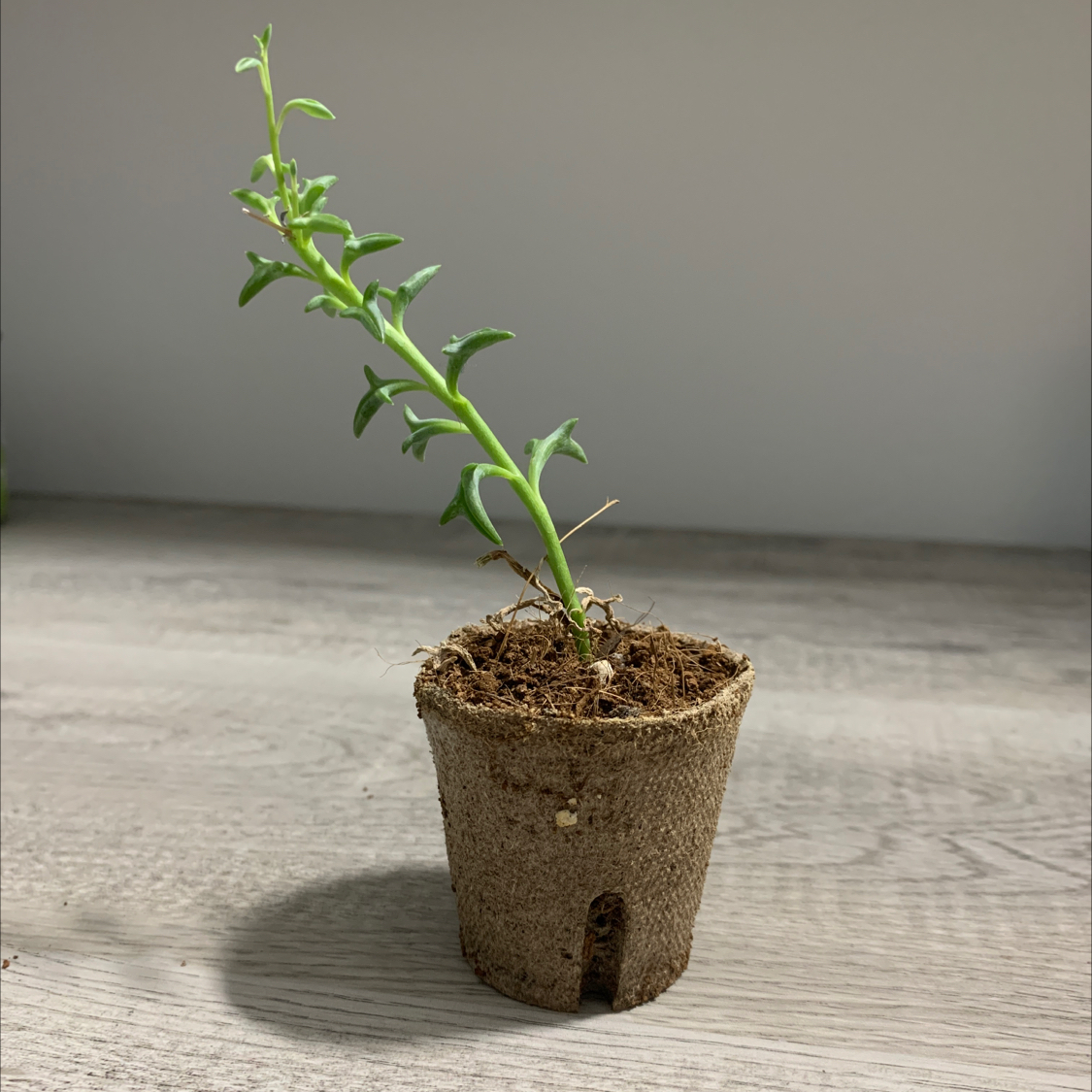 A healthy String of Dolphins plant in a small pot with visible soil.