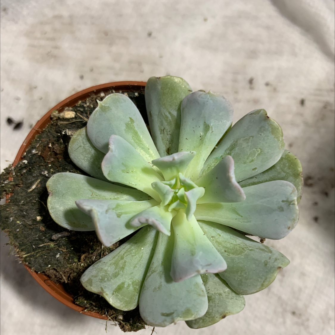 Pearl Echeveria succulent in a small pot with visible soil, well-framed and in focus.