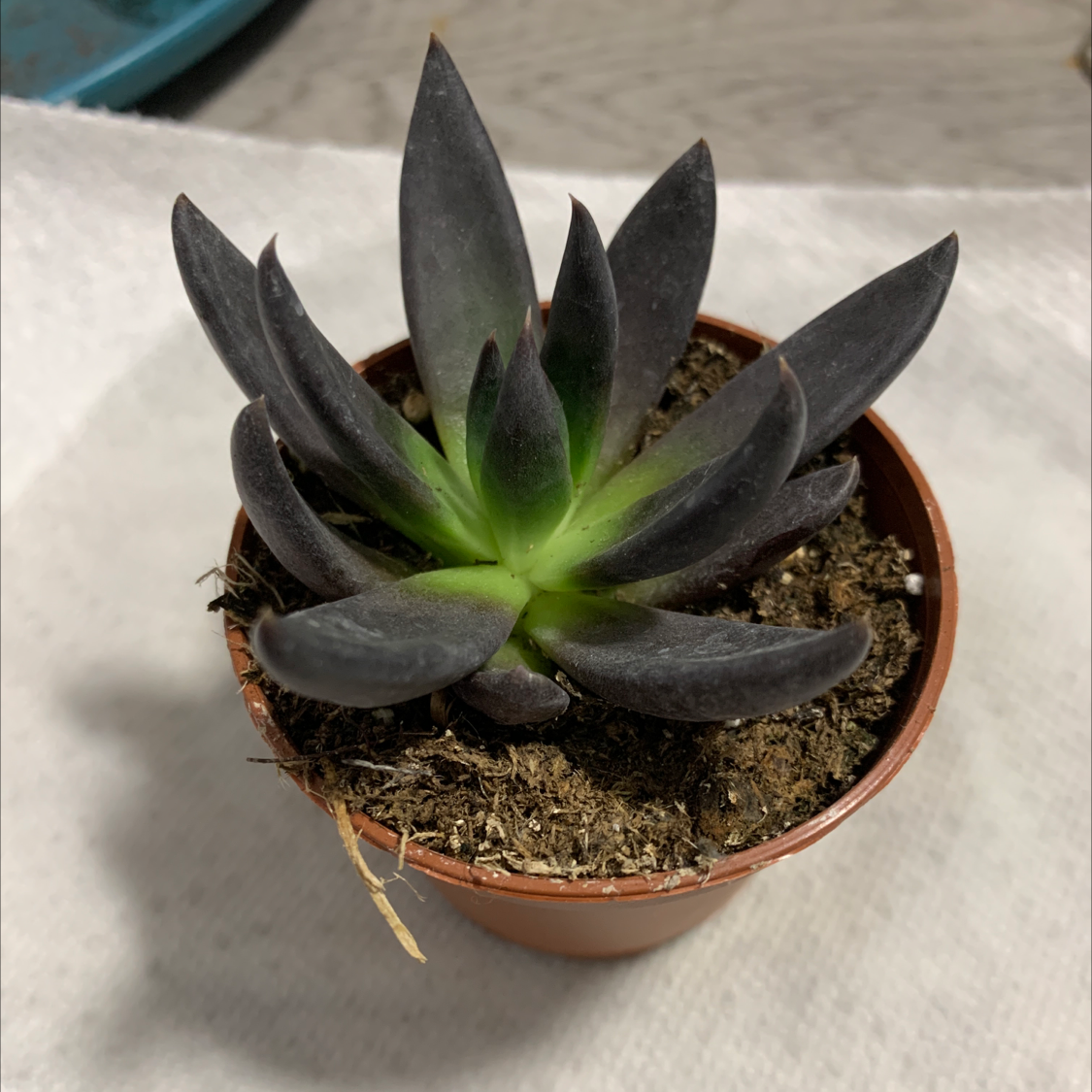 Lipstick Echeveria succulent in a small pot with visible soil, well-framed and in focus.
