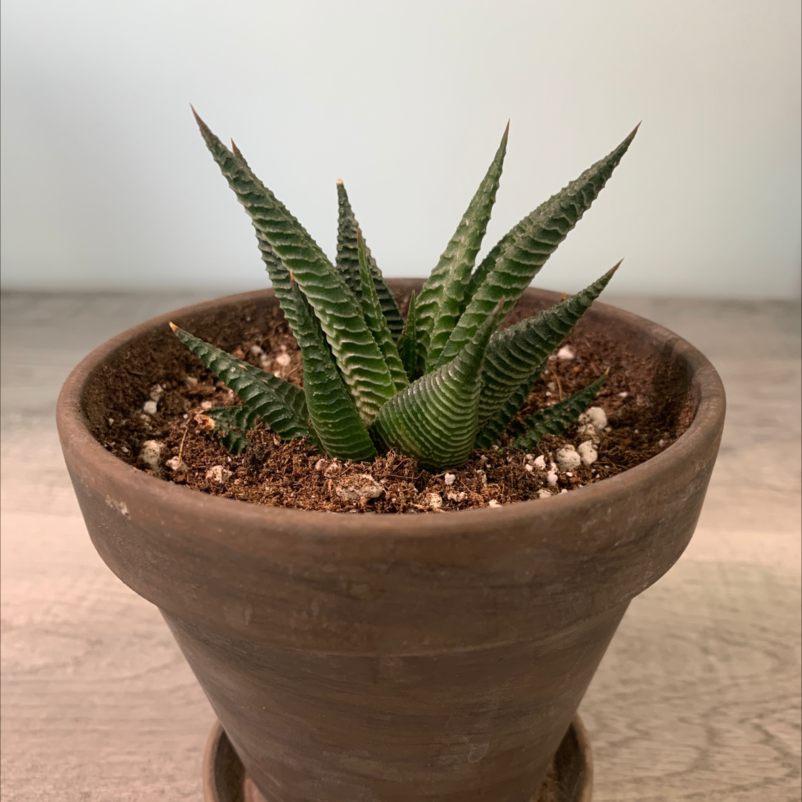 Haworthia attenuata succulent with long striped leaves in a clay pot, appearing healthy and well-cared for.