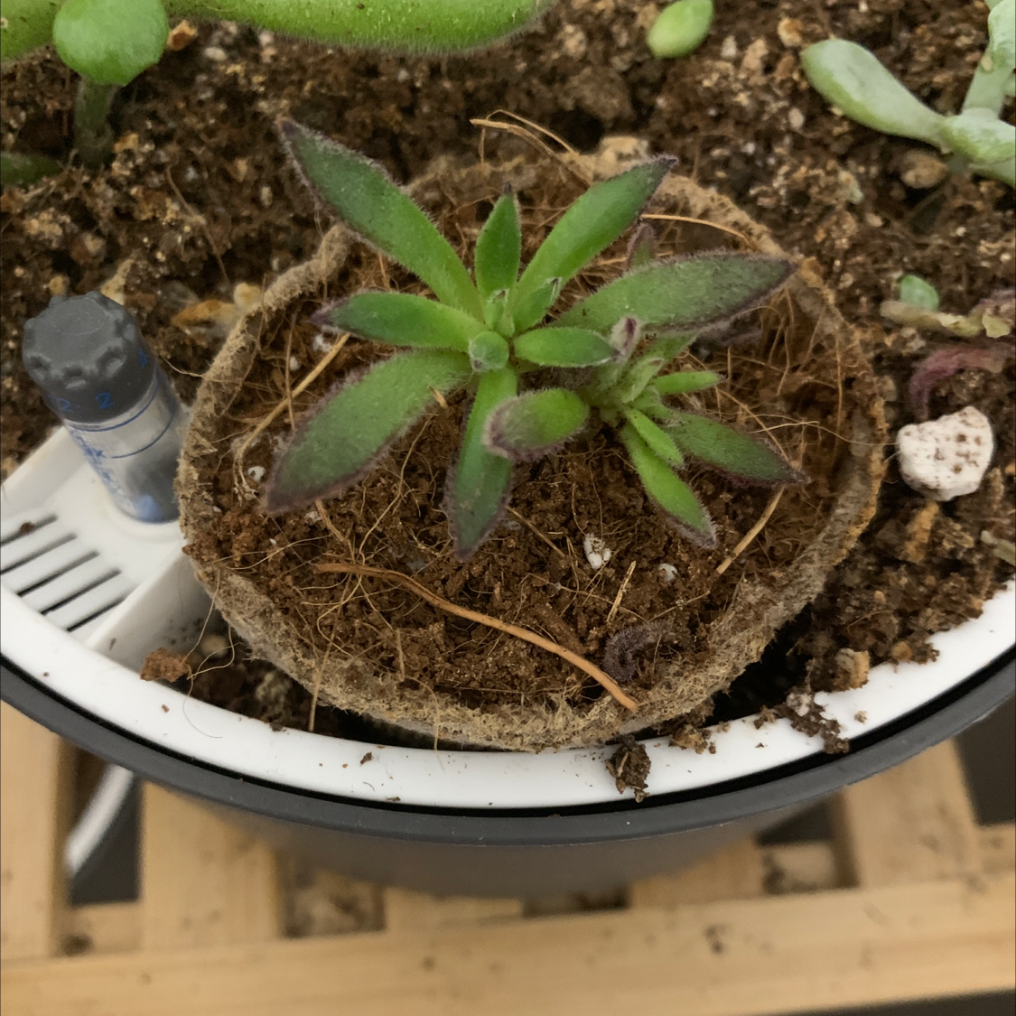 Echeveria 'Arrow Setosa' plant in a pot with some browning leaves and visible soil.