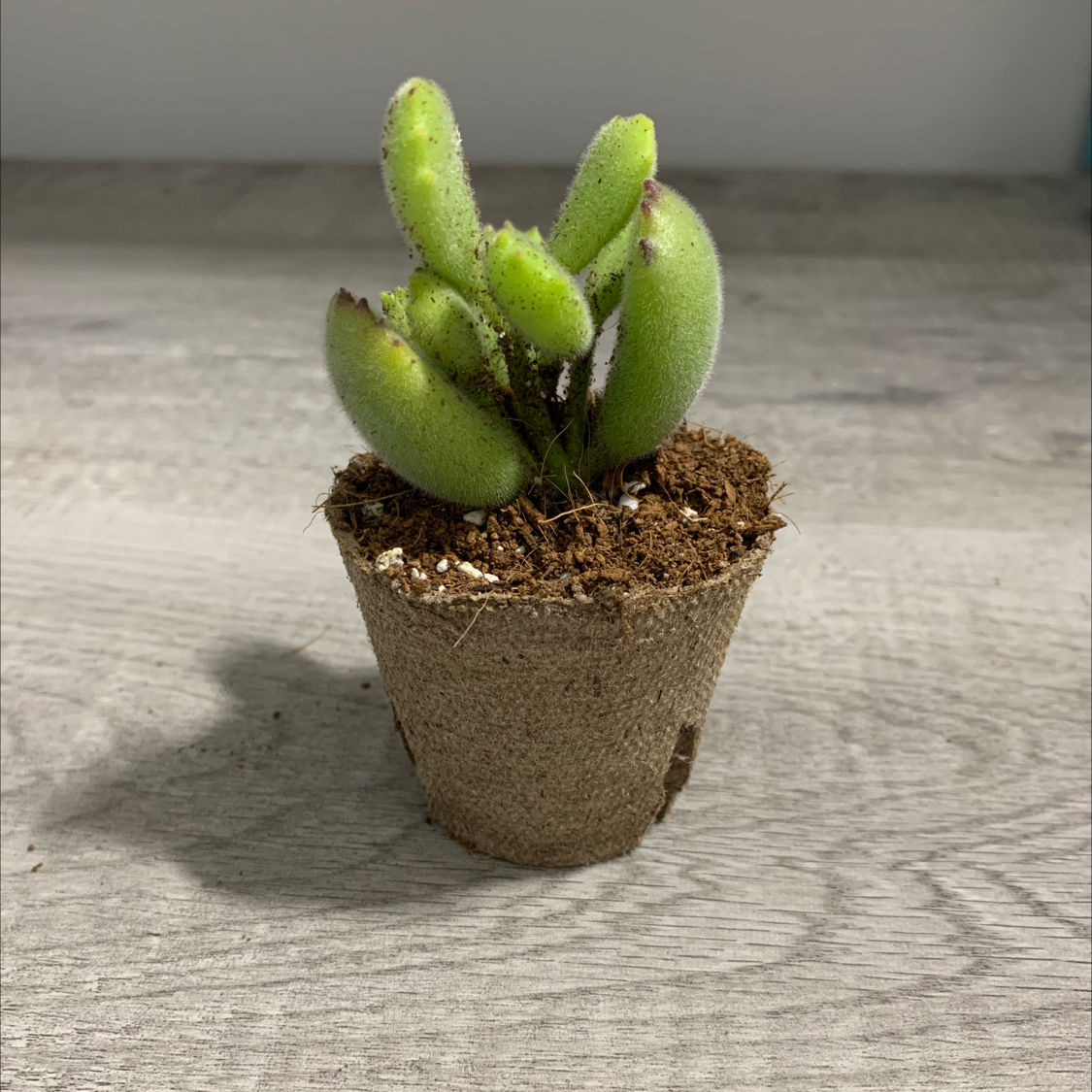 Bear's Paw plant in a small pot with visible soil, well-framed and in focus.