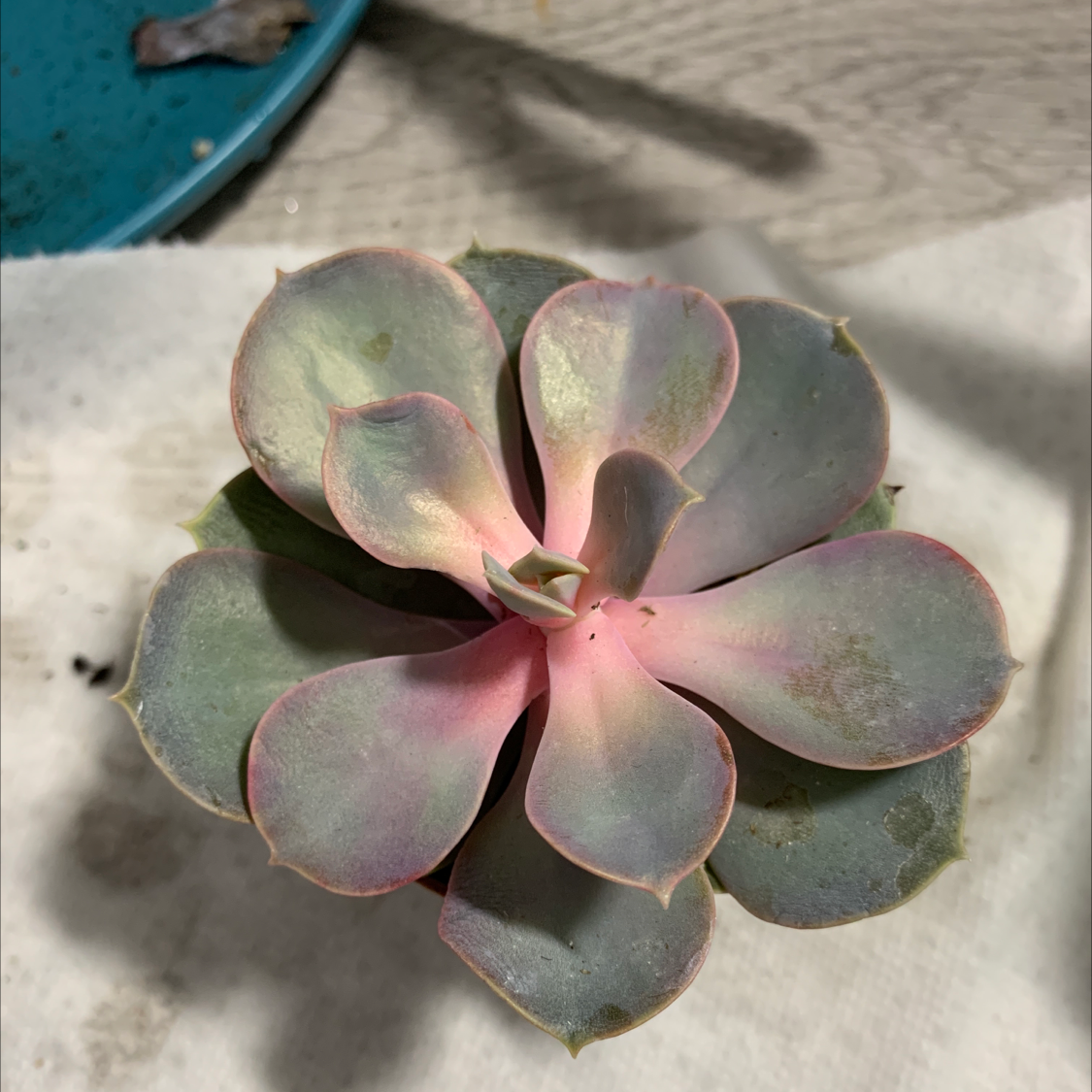Top view of a healthy Pearl Echeveria succulent with pink-edged leaves.