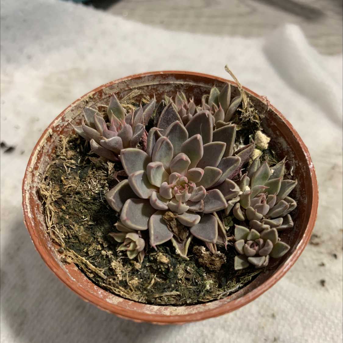 Potted Ghost Plant succulent with visible soil in a terracotta pot.