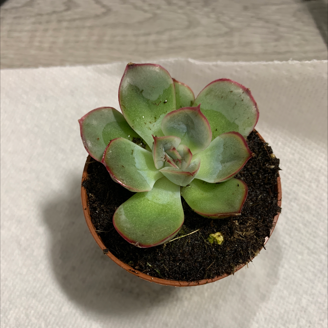 Lipstick Echeveria succulent in a pot with visible soil, green leaves edged in red.