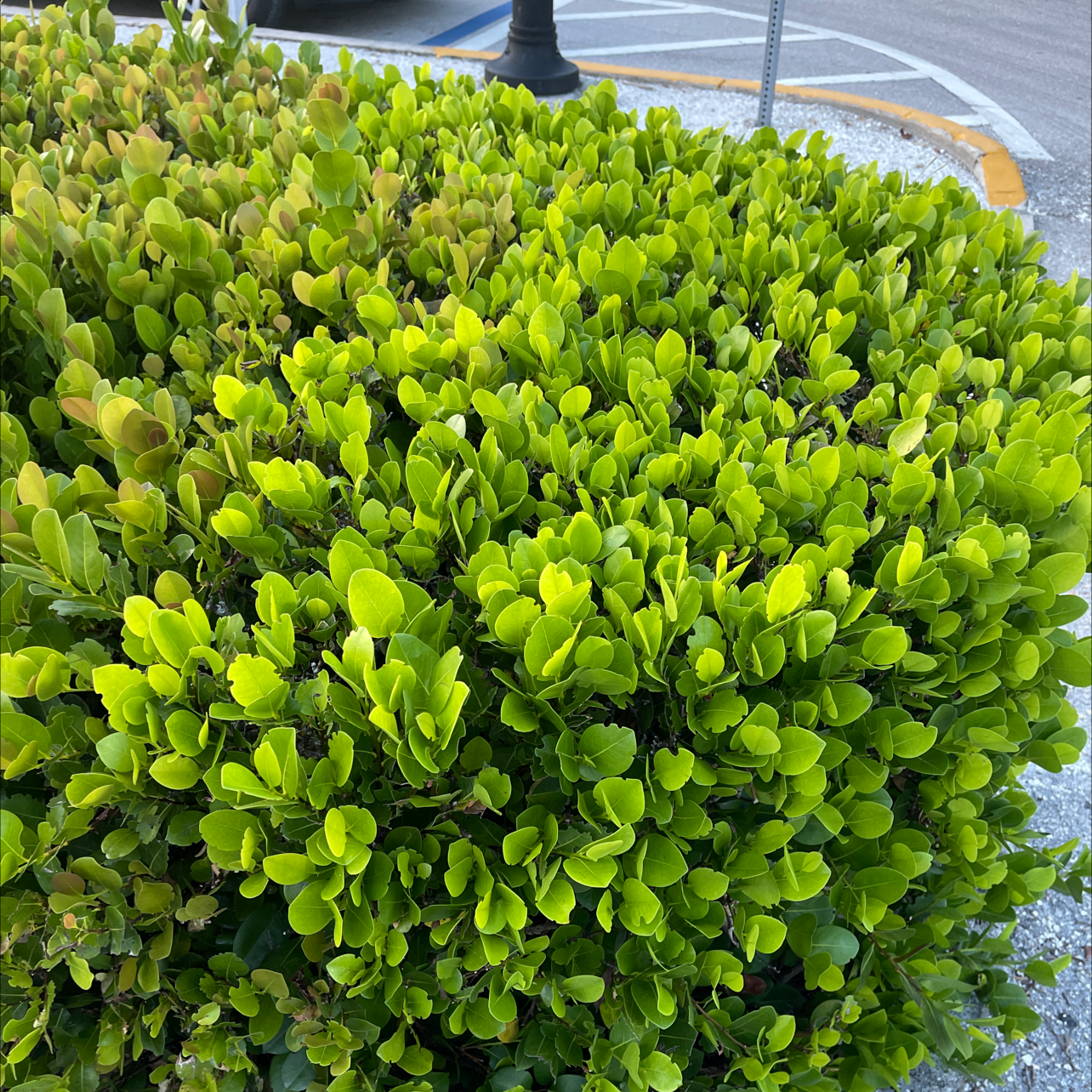 Common Boxwood Fertilizer: How and When to Use It